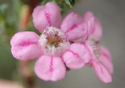 Euchaetis albertiniana, photographed by Nicola van Berkel