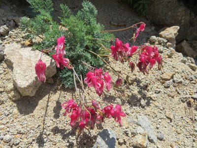Dicentra peregrina, photographed by Marco Mussita