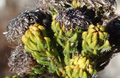 Agathosma eriantha, photographed by Nicola van Berkel