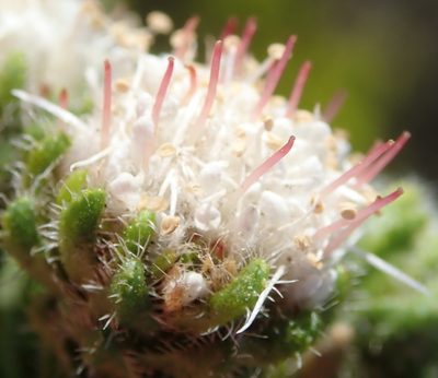 Agathosma eriantha, photographed by Nicola van Berkel