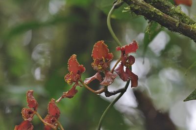 Cyrtochilum annulare, photographed by Thibaud Aronson