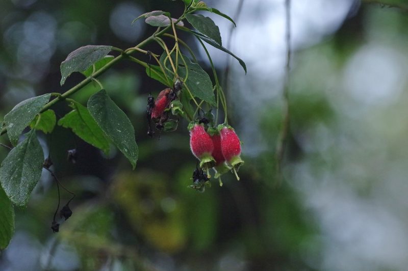 Kohleria affinis, photographed by Thibaud Aronson