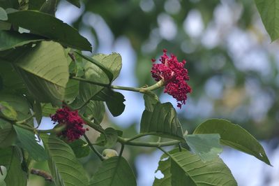 Hydrangea peruviana, photographed by Thibaud Aronson