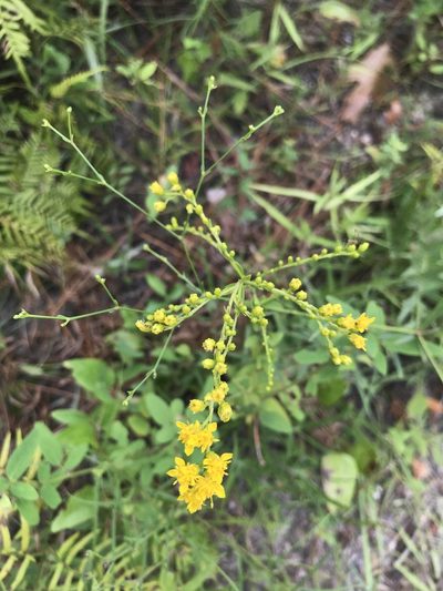 Solidago radula, photographed by Laura Clark