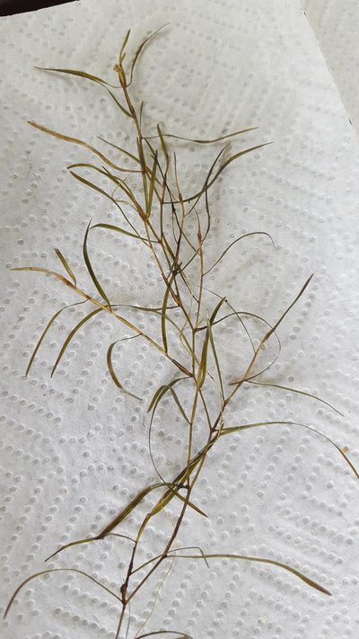 Potamogeton foliosus, photographed by Norma Malinowski