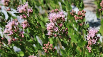 Ageratina occidentalis, photographed by Gail A Baker