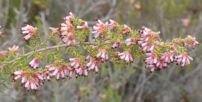 Erica radicans, photographed by Nicola van Berkel