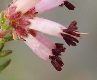 Erica radicans, photographed by Nicola van Berkel