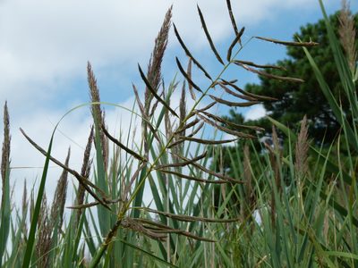 Sporobolus cynosuroides, photographed by botanygirl
