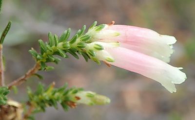 Erica versicolor, photographed by Nicola van Berkel