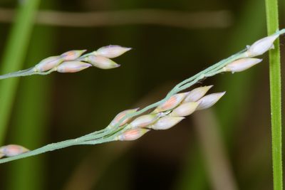 Panicum repens, photographed by Cheng-Tao Lin