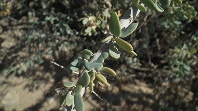 Anisostigma schenckii, photographed by Shaun Swanepoel