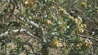 Anisostigma schenckii, photographed by Shaun Swanepoel