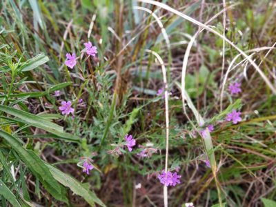 Lythrum californicum, photographed by Jeff D Hansen
