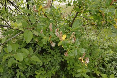 Salix barclayi, photographed by Eric Knight