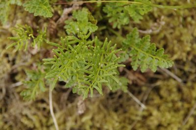Cryptogramma sitchensis, photographed by Eric Knight