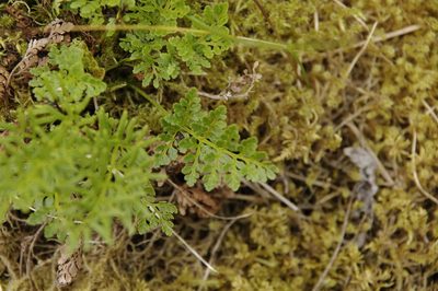 Cryptogramma sitchensis, photographed by Eric Knight
