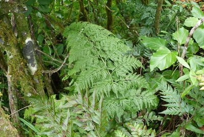 Asplenium gibberosum, photographed by Colin Meurk