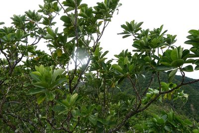 Fagraea berteroana, photographed by Colin Meurk