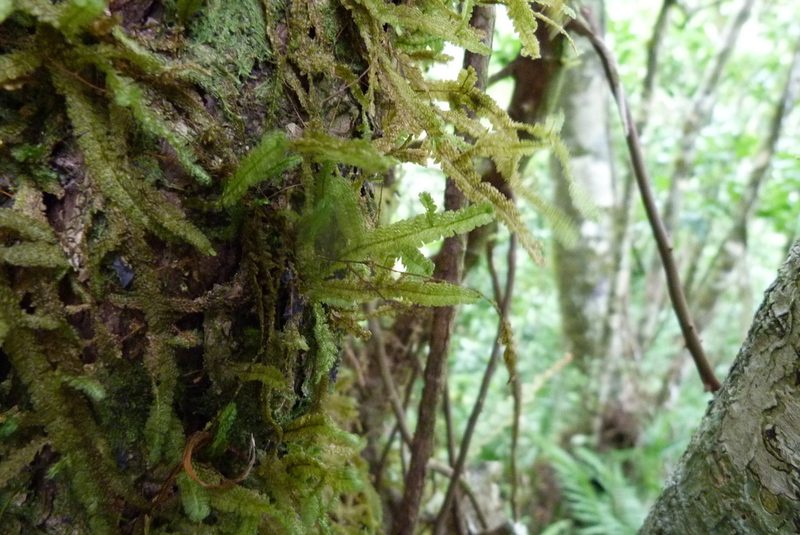 Neckeromnion lepineanum, photographed by Colin Meurk