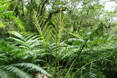 Neckeromnion lepineanum, photographed by Colin Meurk