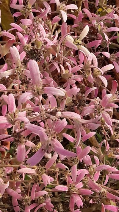 Congea tomentosa, photographed by Douglas
