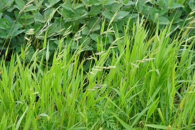 Eriochloa villosa, photographed by Mike B