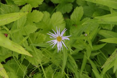 Symphyotrichum subspicatum, photographed by Eric Knight