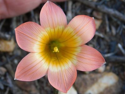 Romulea pilosa, photographed by Klaus Wehrlin