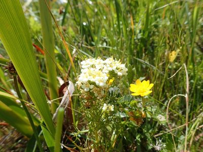 Triphysaria floribunda, photographed by Scott Yarger