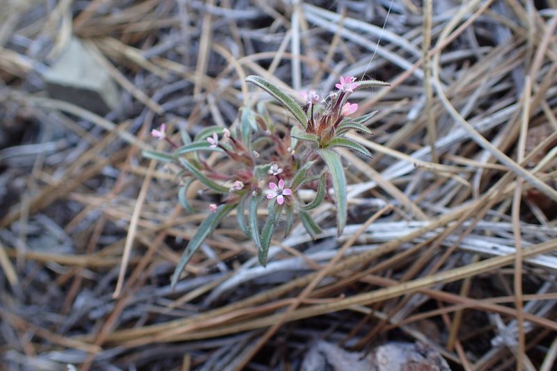 Collomia tracyi, photographed by Scott Yarger