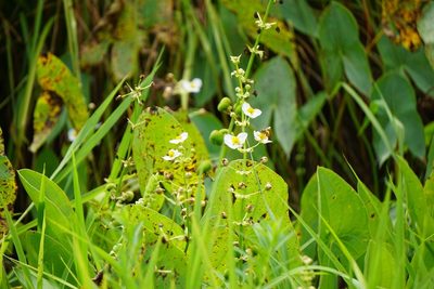 Sagittaria brevirostra, photographed by Mike B