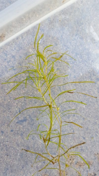 Potamogeton foliosus, photographed by Norma Malinowski