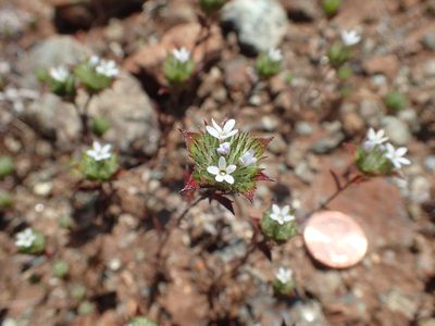 Navarretia rosulata, photographed by Scott Yarger