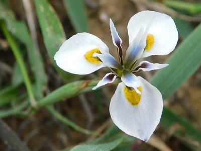 Moraea fergusoniae, photographed by Klaus Wehrlin