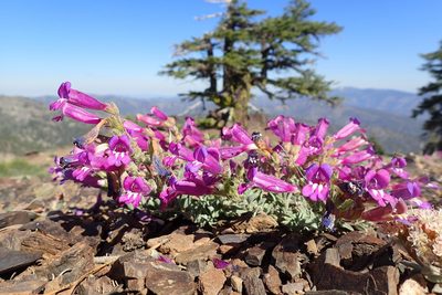Penstemon purpusii, photographed by Scott Yarger