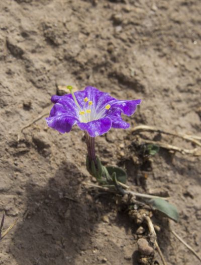 Bouchetia arniatera, photographed by Ángela Patricia Rojas Cortés