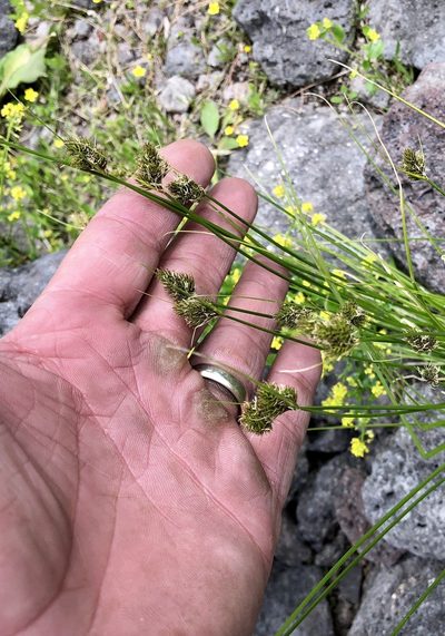 Carex athrostachya, photographed by CK2AZ