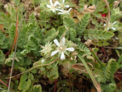 Potentilla marinensis, photographed by Scott Yarger