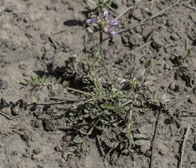 Astragalus gilensis, photographed by Craig Martin
