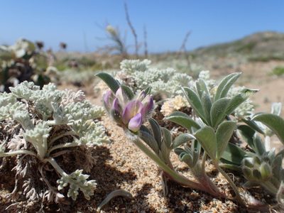 Lupinus tidestromii, photographed by Scott Yarger