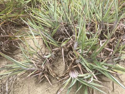 Schizachyrium littorale, photographed by Alan Weakley