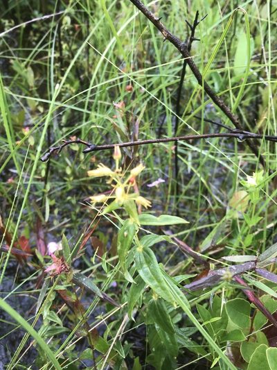 Lysimachia asperulifolia, photographed by Alan Weakley