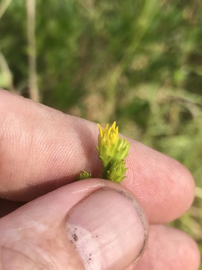 Solidago pulchra, photographed by Alan Weakley