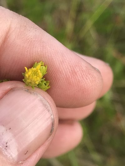 Solidago pulchra, photographed by Alan Weakley