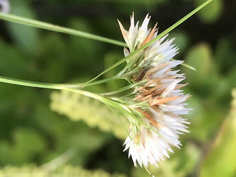 Rhynchospora pallida, photographed by Alan Weakley
