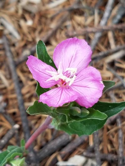 Oenothera deserticola, photographed by Alan Rockefeller