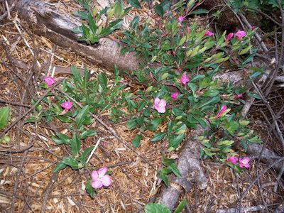 Oenothera deserticola, photographed by Alan Rockefeller