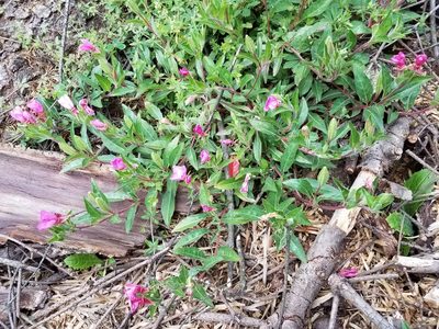 Oenothera deserticola, photographed by Alan Rockefeller