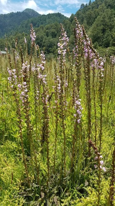 Pedicularis mexicana, photographed by Alan Rockefeller